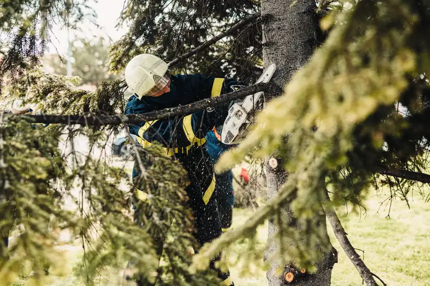 Treeminator Tree Service team at work